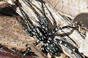 Swift Spider (Nyssus Albopunctata) (Nyssus Albopunctata)